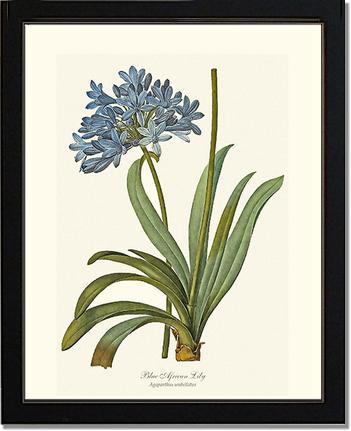 Lily, Blue African | Flower/Floral Art Print