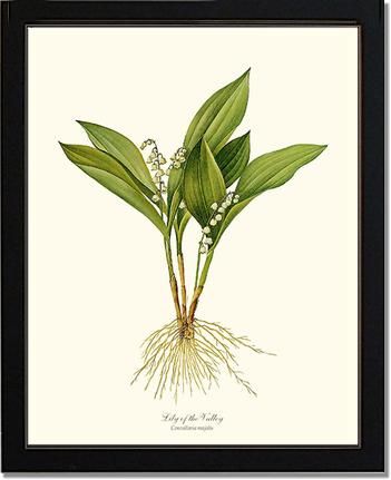 Lily of the Valley: Vintage Botanical Flower/Floral Wall Art Prints ...