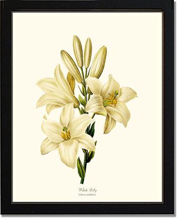 Lily, White | Flower/Floral Art Print