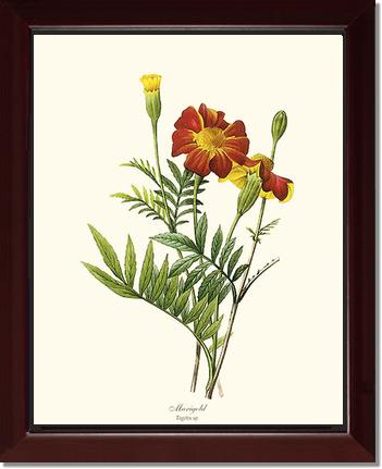 Marigold: Vintage Botanical Flower/Floral Wall Art Prints – Charting Nature