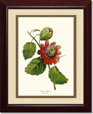 Passion Flower | Flower/Floral Art Print