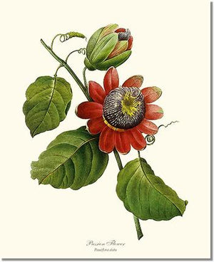 Passion Flower | Flower/Floral Art Print