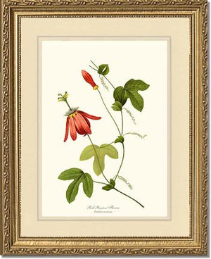 Passion Flower, Red | Flower/Floral Art Print