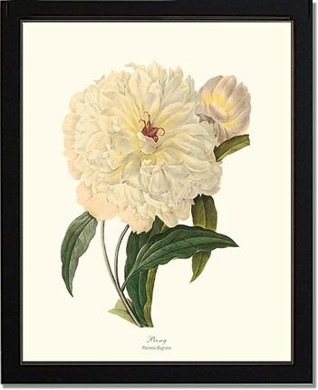 Peony | Flower/Floral Art Print