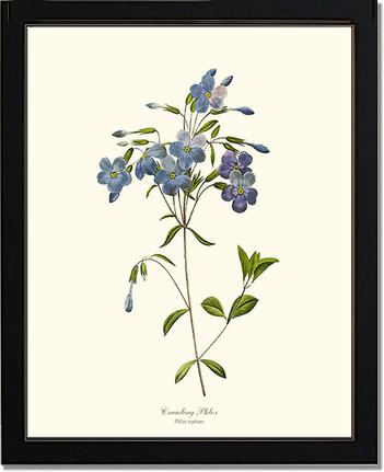 Phlox, Crawling | Flower/Floral Art Print