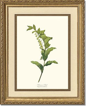 Solomon's Seal | Flower/Floral Art Print