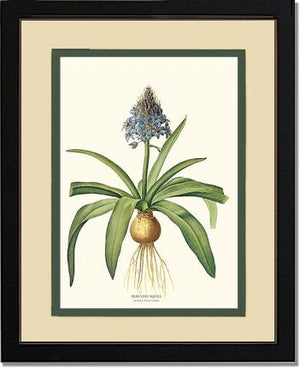 Squill, Peruvian | Flower/Floral Art Print