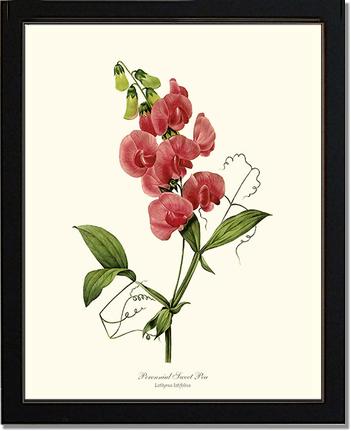 Sweet Pea, Perennial | Flower/Floral Art Print