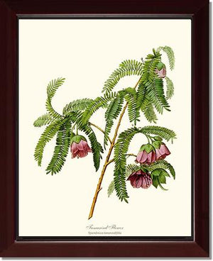 Tamarind Flower | Flower/Floral Art Print