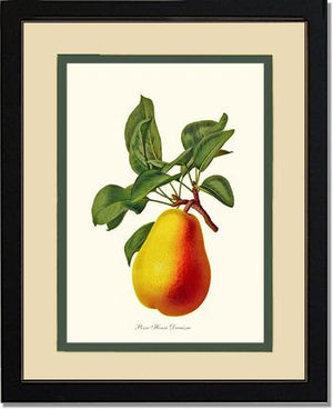 Pear, Henri Decaisne | Vintage Redouté's Fruit Wall art print