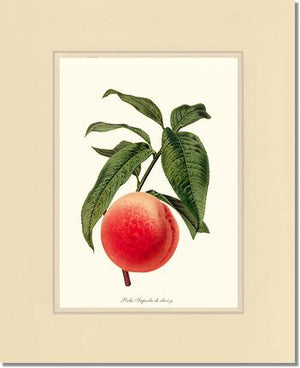 Peach, Superb de Choisy | Vintage Redouté's Fruit Wall art print