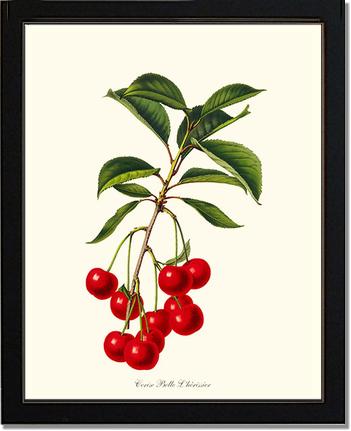 Cherries, Belle L'herissier | Vintage Redouté's Fruit Wall art print