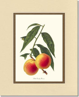 Peach, Early Rivers | Vintage Redouté's Fruit Wall art print