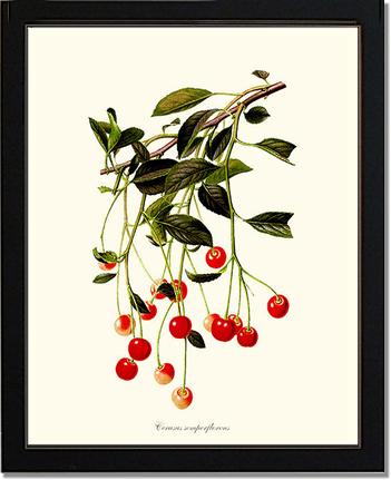 Cherries | Vintage Redouté's Fruit Wall art print