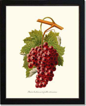 Grape, Barbarossa | Vintage Redouté's Fruit Wall art print