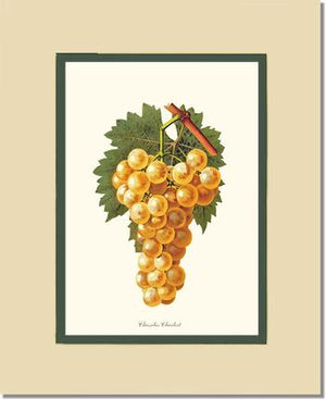 Grapes, Chasselas | Vintage Redouté's Fruit Wall art print