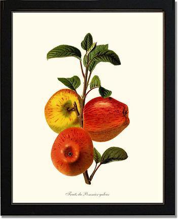 Apple, Galeux - Charting Nature