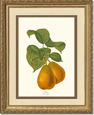 Pear, Sieboldi | Vintage Redouté's Fruit Wall art print