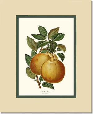 Pear, Butter | Vintage Redouté's Fruit Wall art print