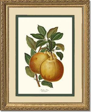 Pear, Butter | Vintage Redouté's Fruit Wall art print