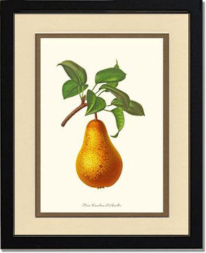 Pear, Caroline Dairolles | Vintage Redouté's Fruit Wall art print