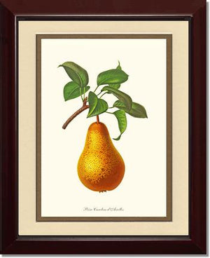 Pear, Caroline Dairolles