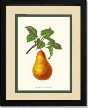 Pear, Caroline Dairolles