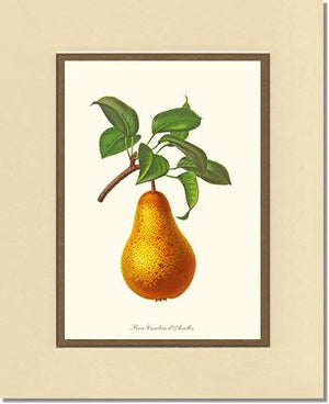 Pear, Caroline Dairolles | Vintage Redouté's Fruit Wall art print