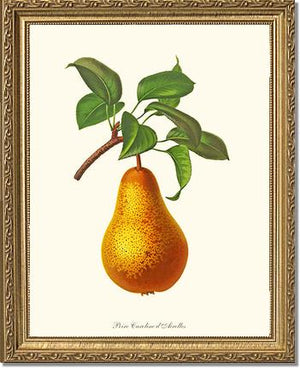 Pear, Caroline Dairolles | Vintage Redouté's Fruit Wall art print