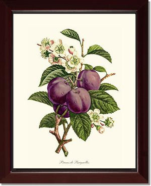 Plums | Vintage Redouté's Fruit Wall art print