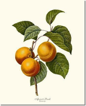 Fruit Wall Art Prints, Vintage Botanical Decor – Charting Nature