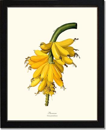 Banana | Vintage Redouté's Fruit Wall art print