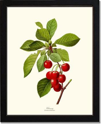 Cherry | Vintage Redouté's Fruit Wall art print