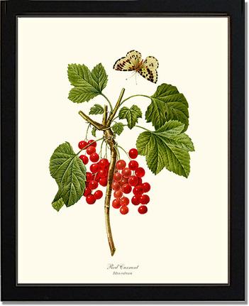 Currant, Red | Vintage Redouté's Fruit Wall art print