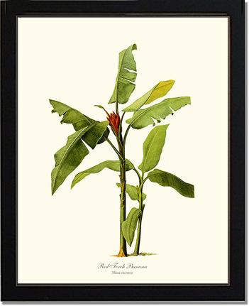 Banana, Red Torch | Vintage Redouté's Fruit Wall art print