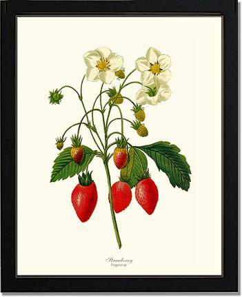 Strawberry: Vintage Botanical Fruit Wall Art Prints – Charting Nature