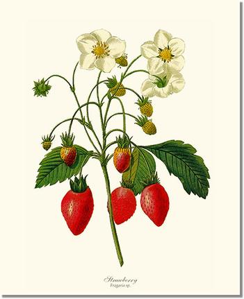 Strawberry: Vintage Botanical Fruit Wall Art Prints – Charting Nature