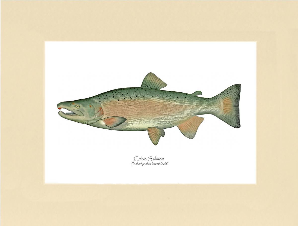 Coho Salmon - Breeding Male  Vintage Fish Art Print – Charting Nature