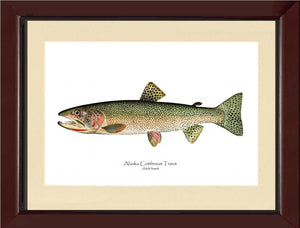 Alaska Cutthroat - Charting Nature