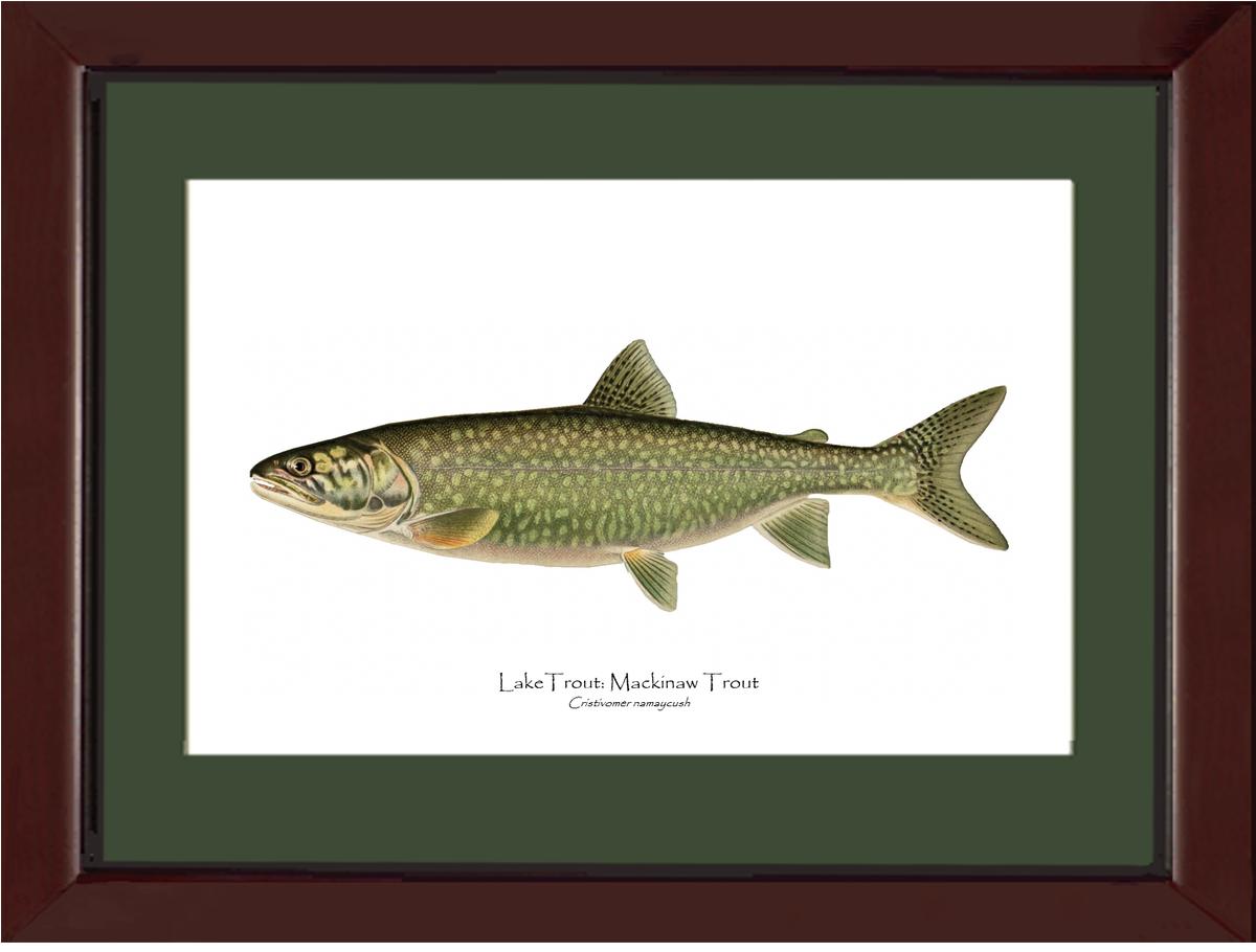Prints of Sport Fishing: Lake Trout on the Line, 1950 (colour litho)