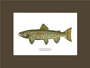 Landlocked Salmon - Breeding Male Vintage Wall Art Fish Print