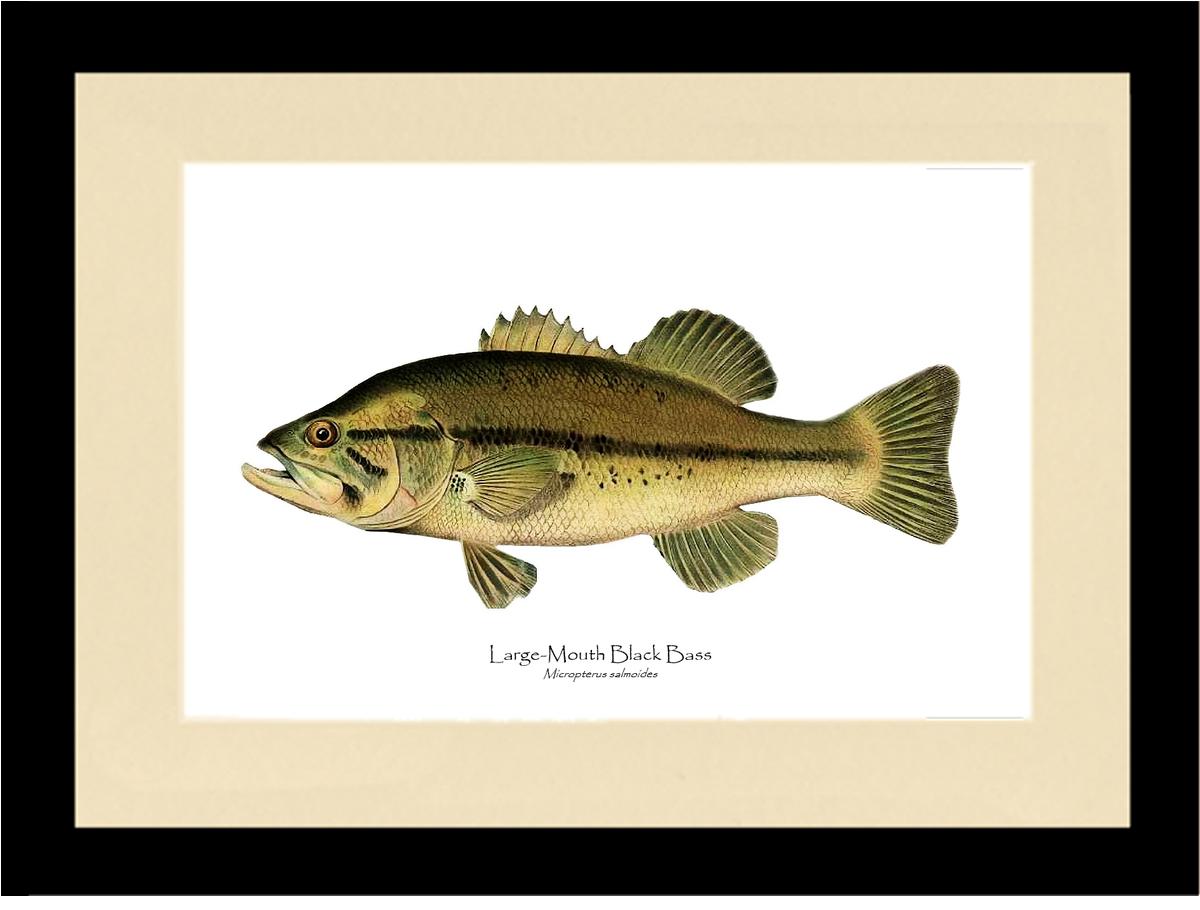 Largemouth Bass  Vintage Fish Art Print – Charting Nature