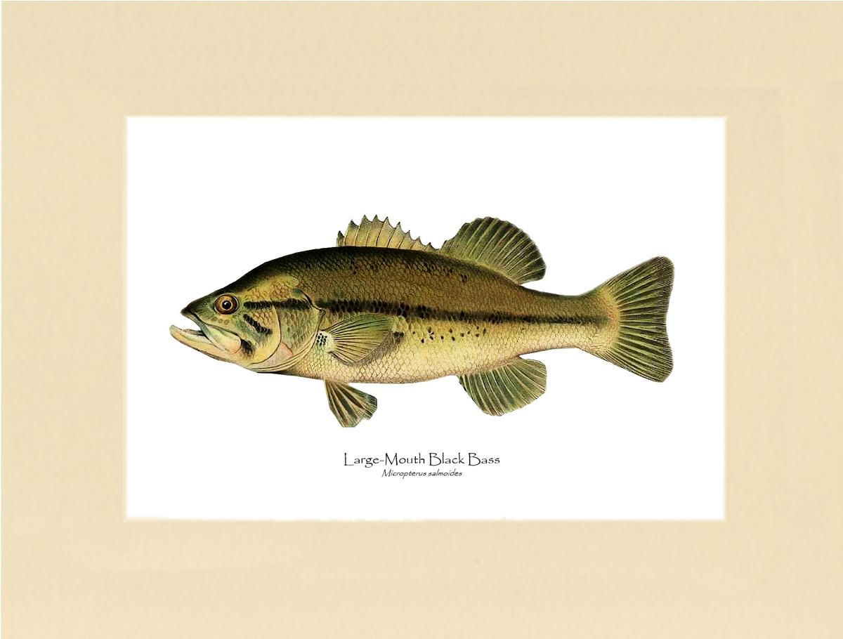 Largemouth Bass  Vintage Fish Art Print – Charting Nature