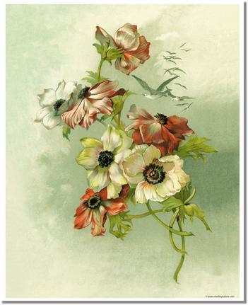 Victorian Print: Anemones