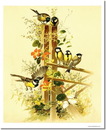 Victorian Print: Great Tits Parus major