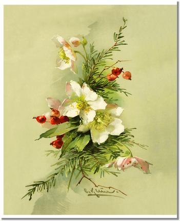 Victorian Print: Christmas Rose