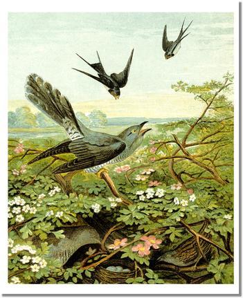 Victorian Print: Swallows