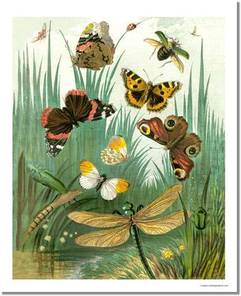 Victorian Print: Butterflies