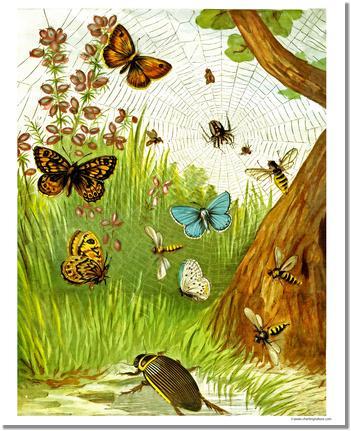 Victorian Print: Butterflies