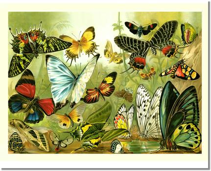 Victorian Print: Butterflies